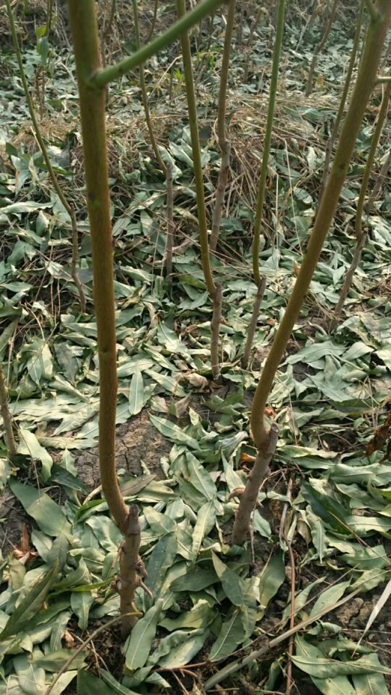 秋彤桃树苗，有浓香味，香甜脆，包成活，签订合同