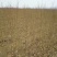 秋彤桃树苗，有浓香味，香甜脆，包成活，签订合同