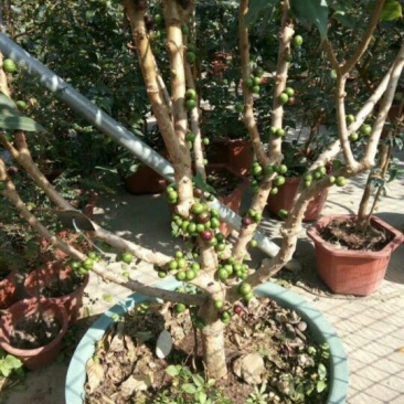 嘉宝果树苗2年