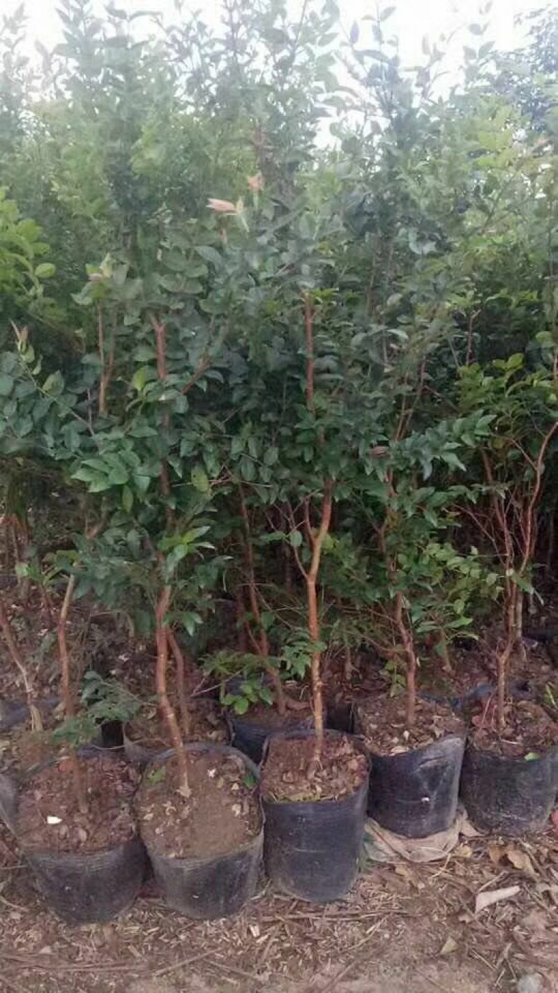 嘉宝果树苗2年