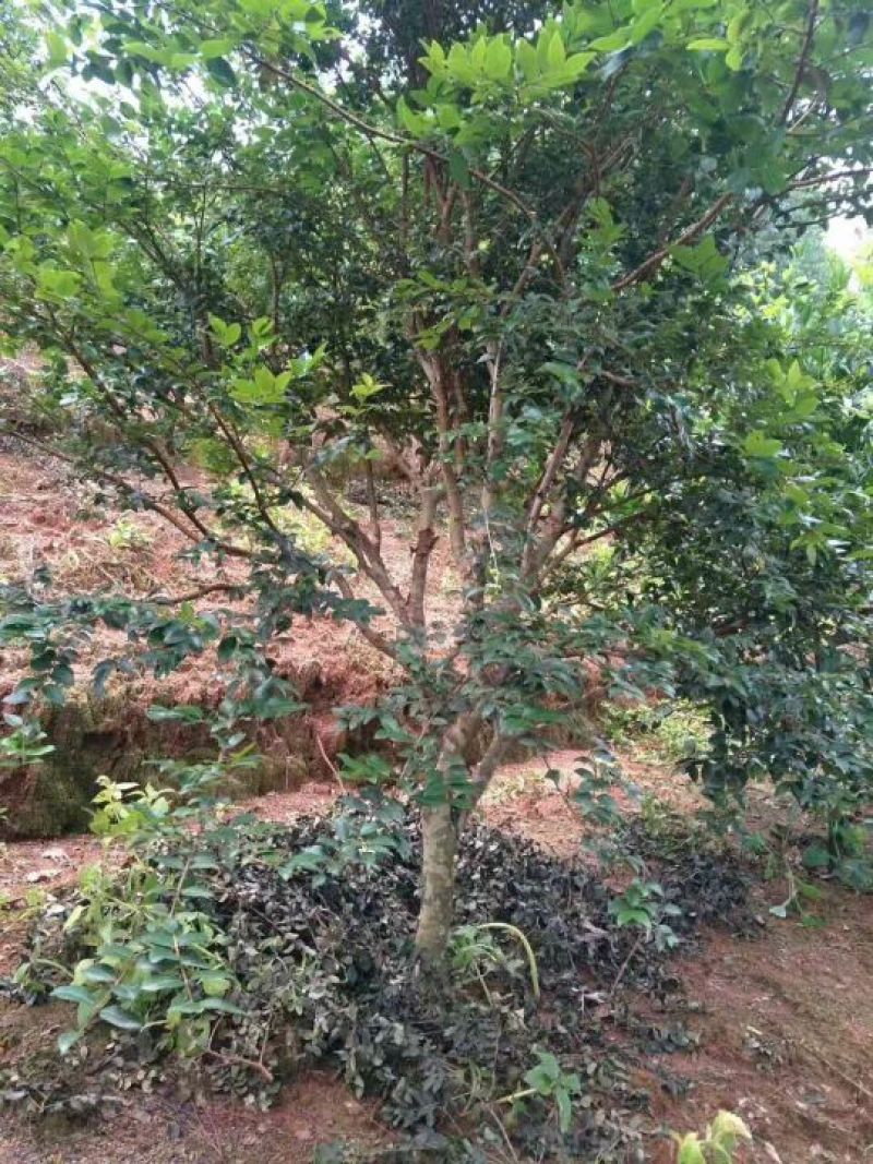 嘉宝果树苗2年