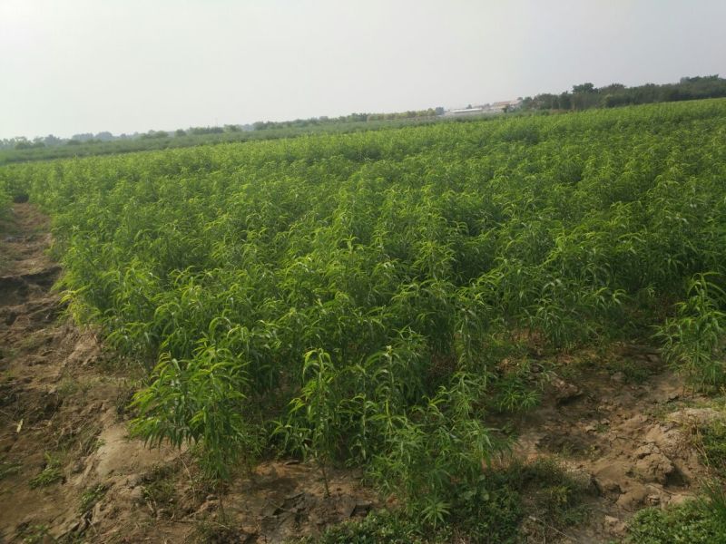 映霜红桃苗，晚熟大果形，口感好，产量高，自花授粉