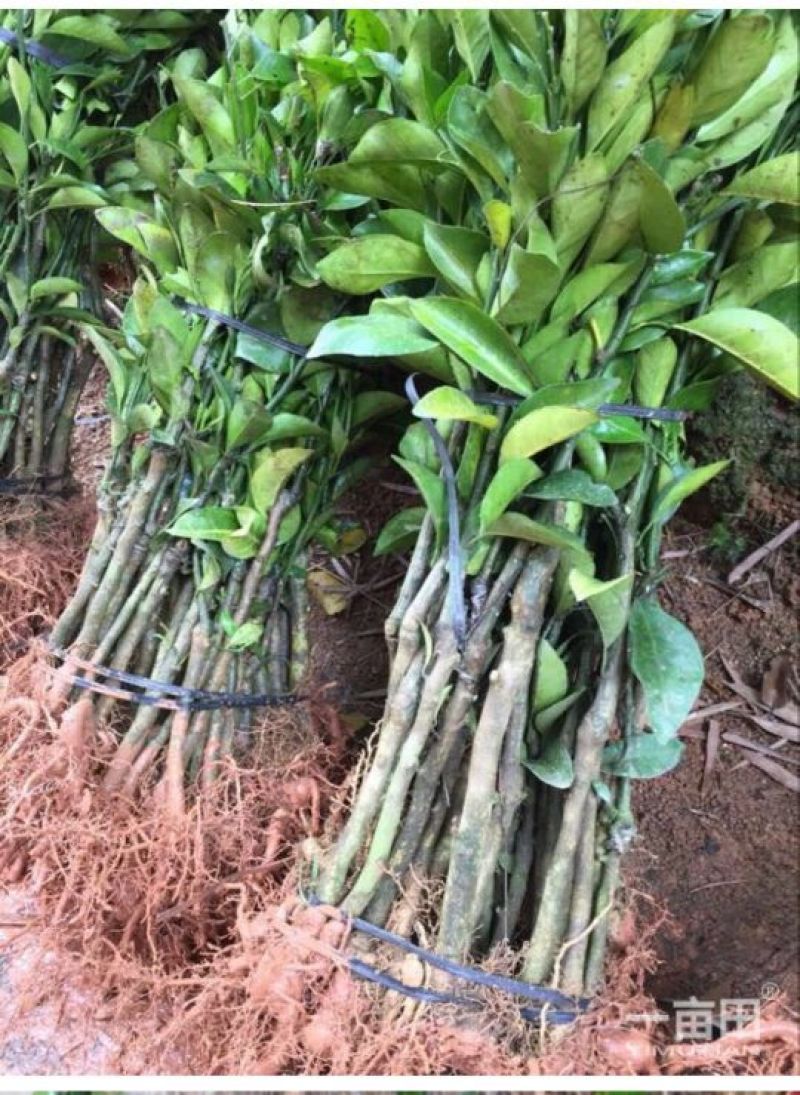 伦晚脐橙树苗30~50cm
