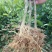 伦晚脐橙树苗30~50cm