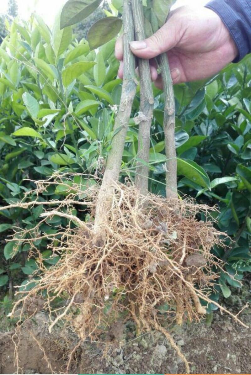 伦晚脐橙树苗30~50cm