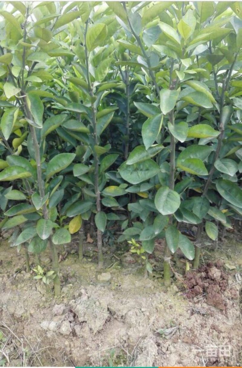 伦晚脐橙树苗30~50cm