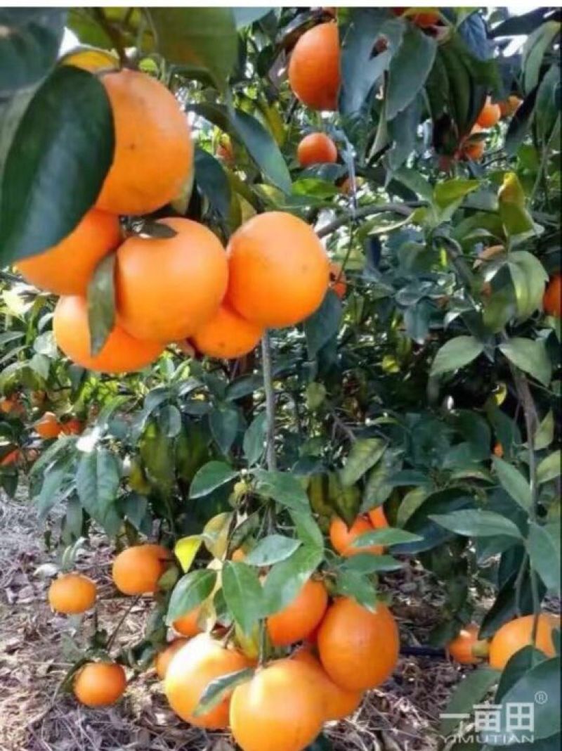 伦晚脐橙树苗30~50cm