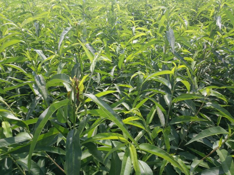 油蟠桃树苗，新品种油蟠桃苗，油蟠7桃苗，产量高口感好