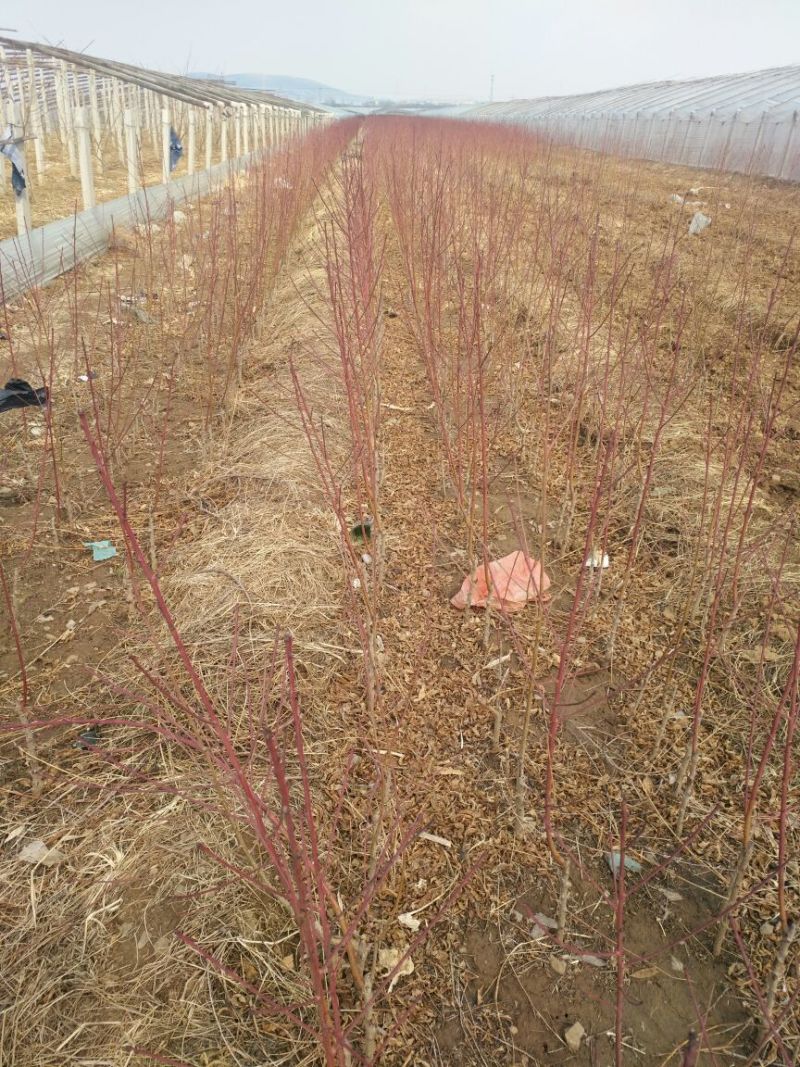 油蟠桃树苗，新品种油蟠桃苗，油蟠7桃苗，产量高口感好