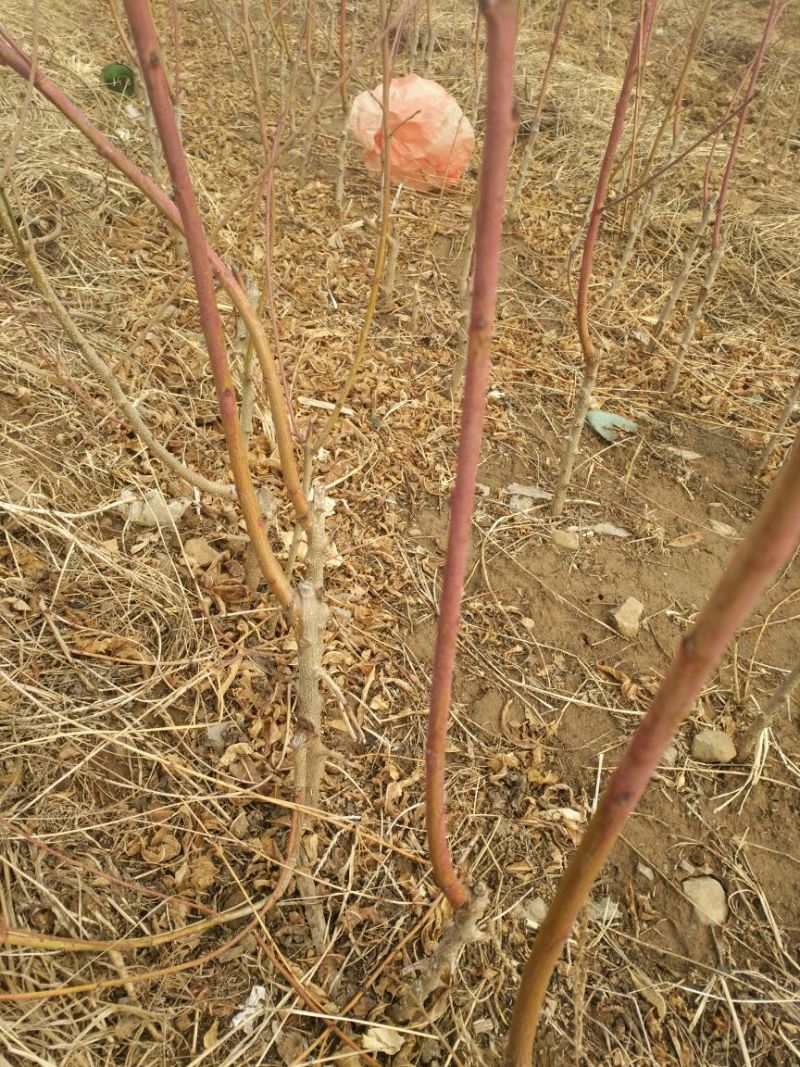 油蟠桃树苗，新品种油蟠桃苗，油蟠7桃苗，产量高口感好