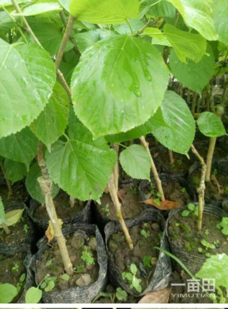 长果桑树苗10~20cm