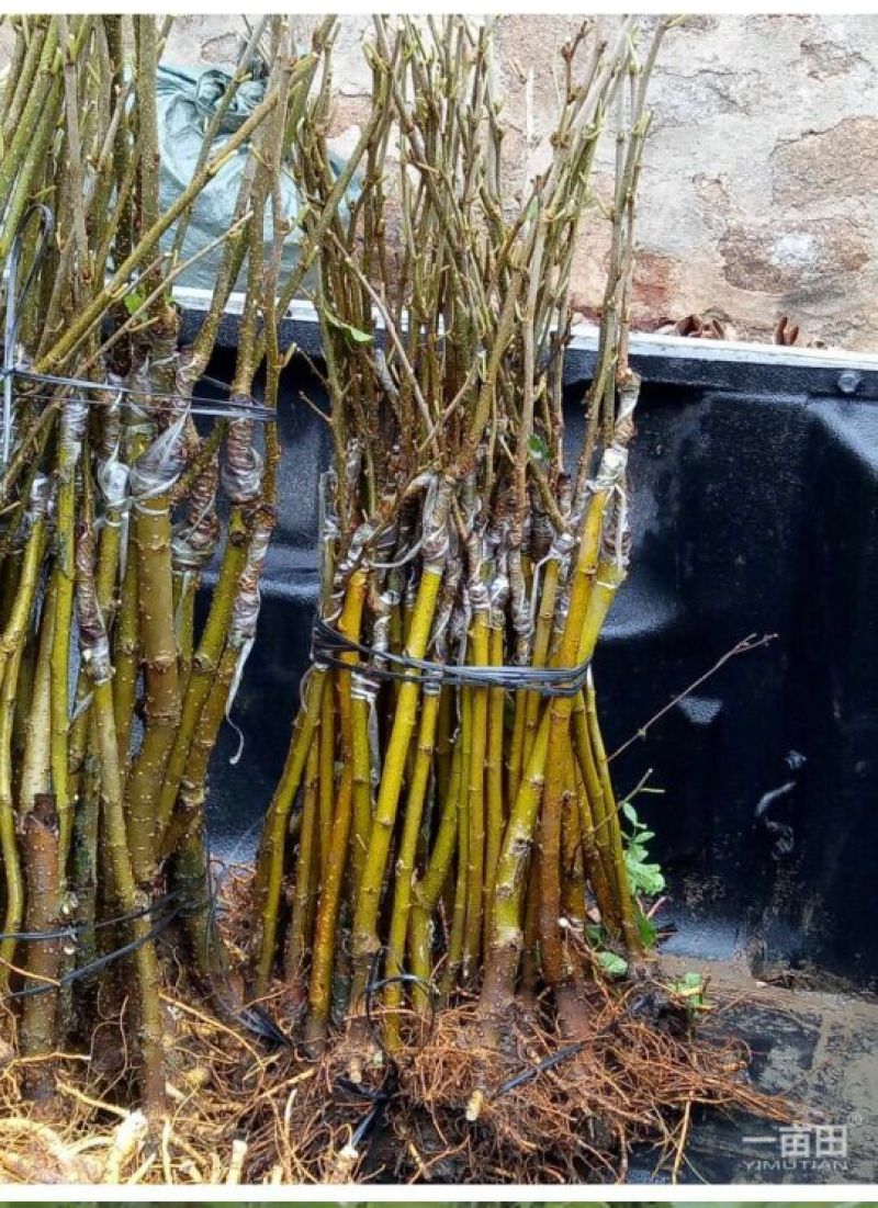 长果桑树苗10~20cm