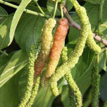 长果桑树苗10~20cm