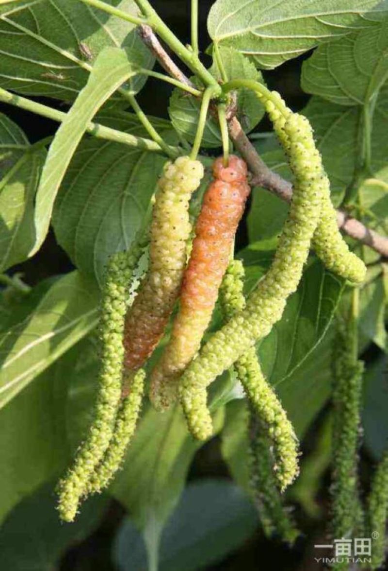 长果桑树苗10~20cm