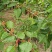 长果桑树苗10~20cm