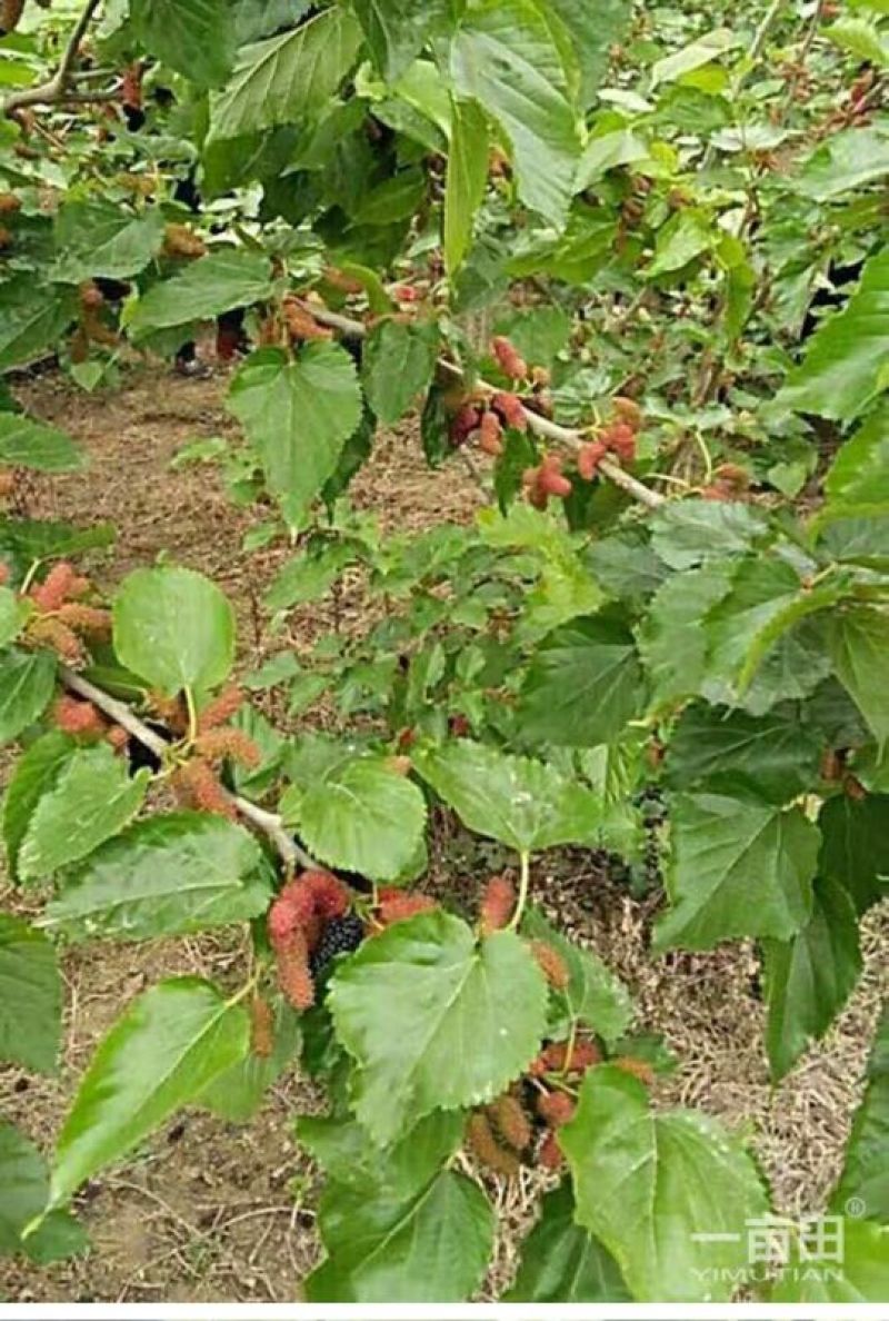 长果桑树苗10~20cm