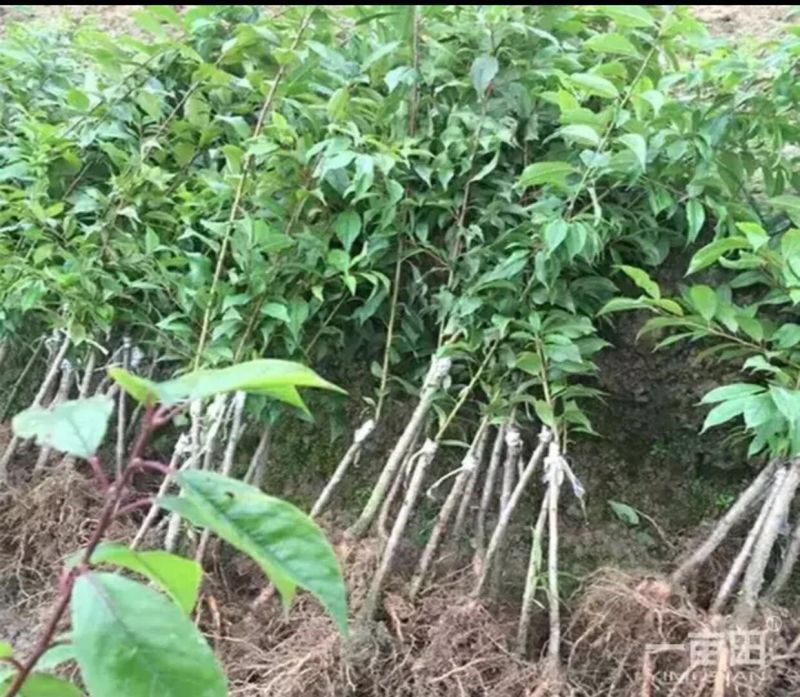 三华李树苗10~20cm