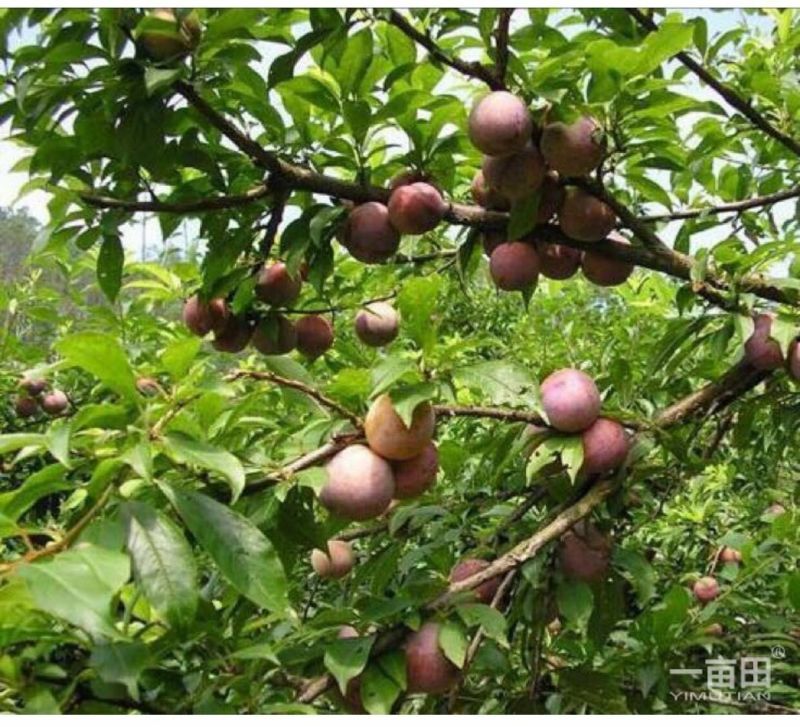 三华李树苗10~20cm