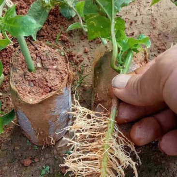 紫香1号百香果苗10~20cm