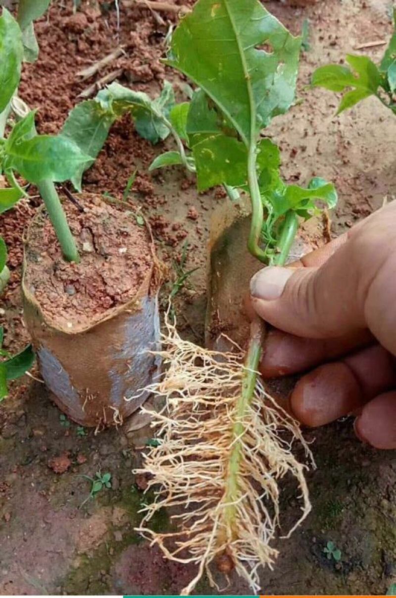 紫香1号百香果苗10~20cm