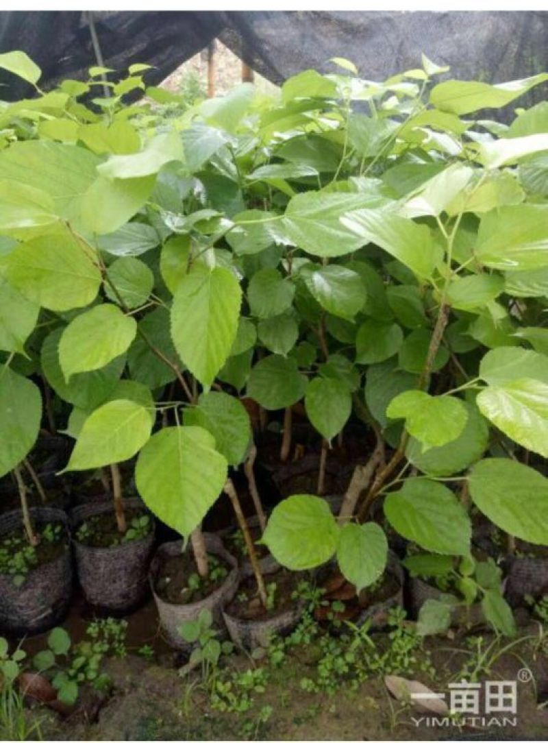 紫香1号百香果苗10~20cm