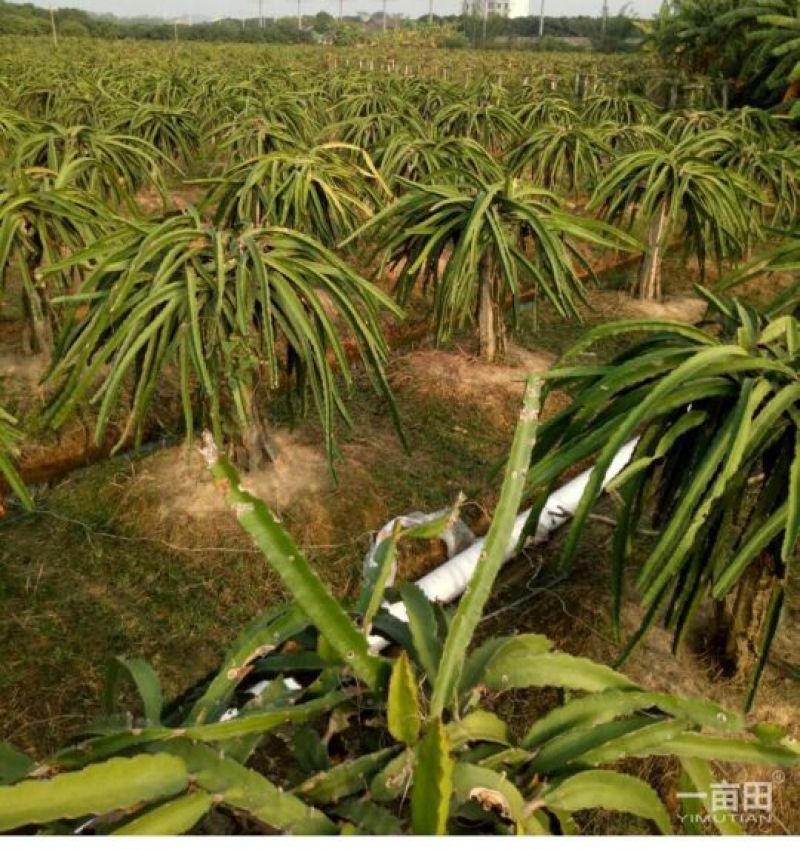 红心火龙果苗10~20cm种苗