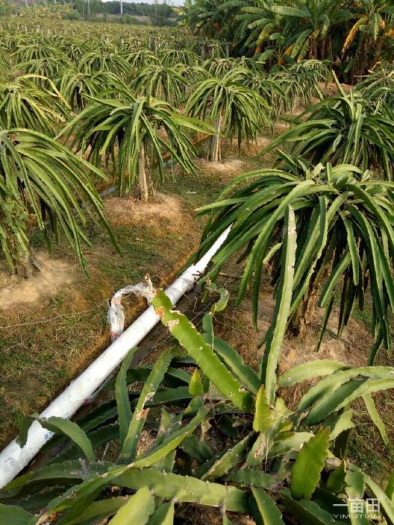 红心火龙果苗10~20cm种苗