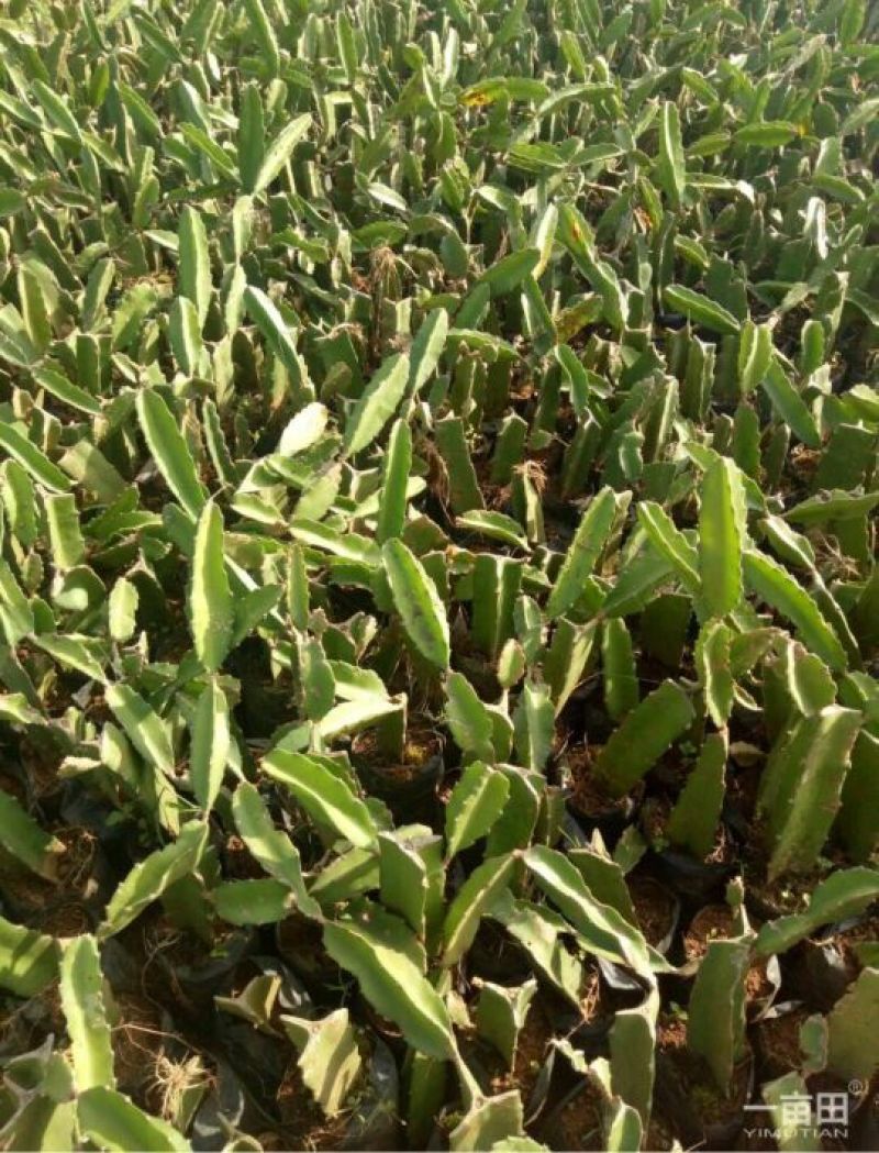 红心火龙果苗10~20cm种苗