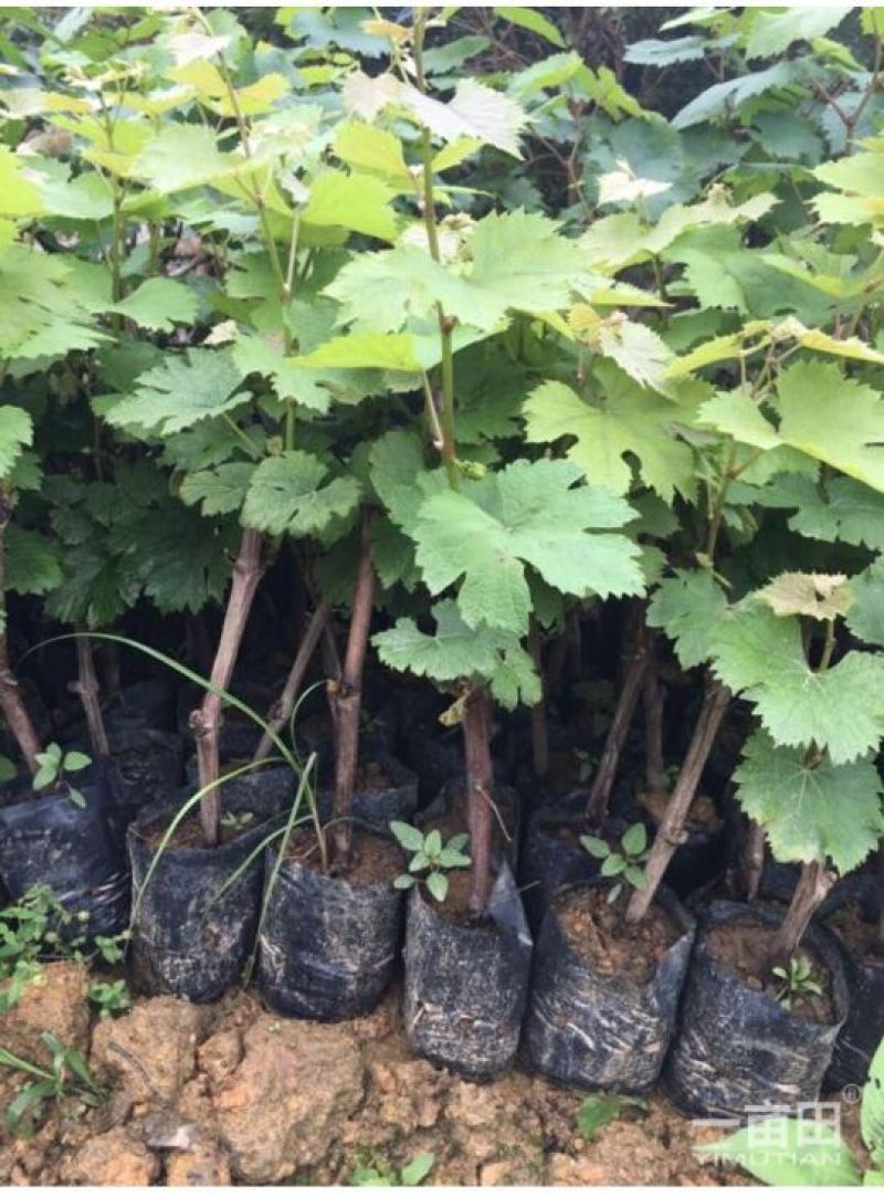 巨峰葡萄苗1年30~50cm