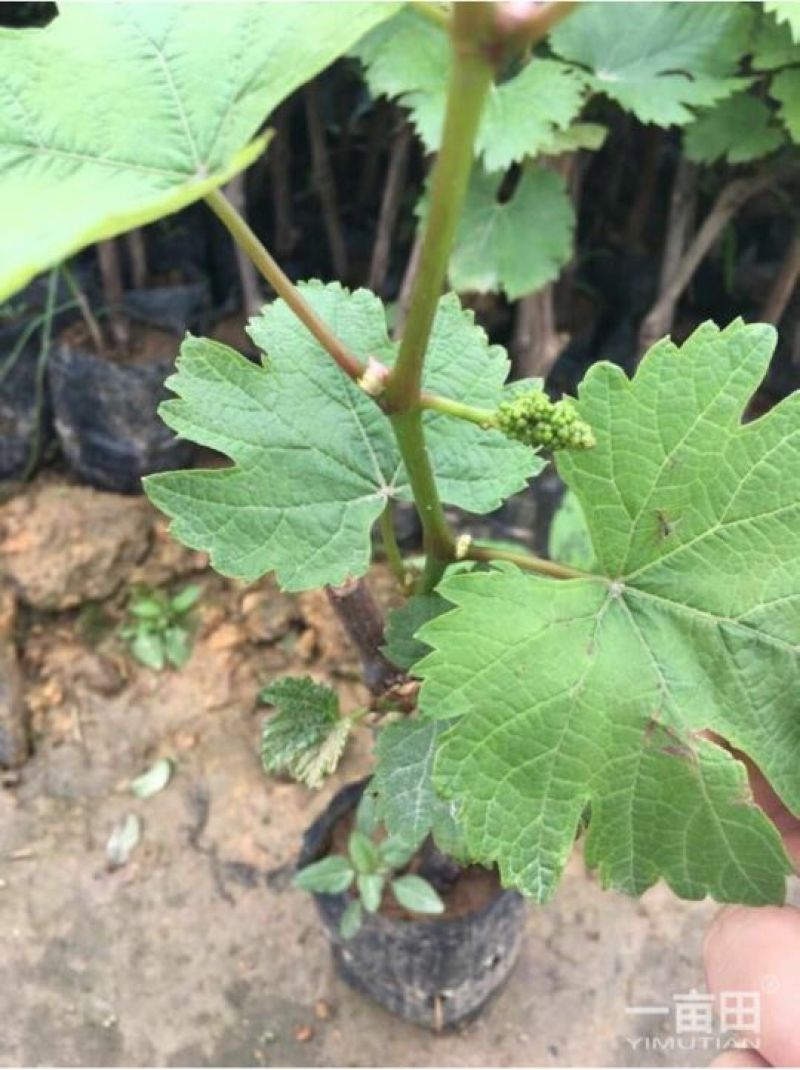 巨峰葡萄苗1年30~50cm