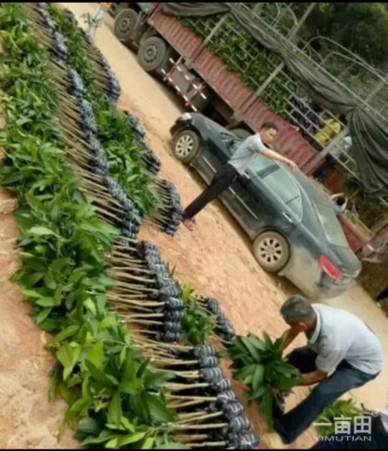 金煌芒树苗1~1.5m