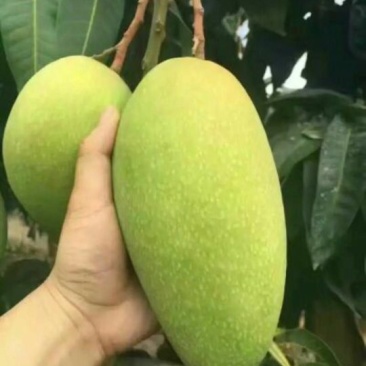金煌芒树苗1~1.5m