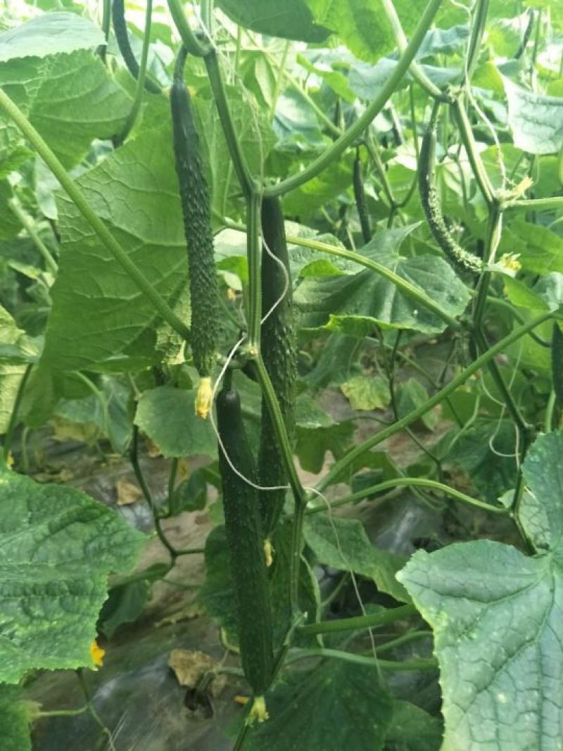 强磁油量黄瓜苗