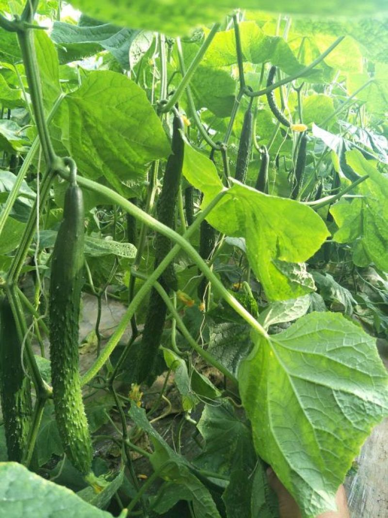 强磁油量黄瓜苗