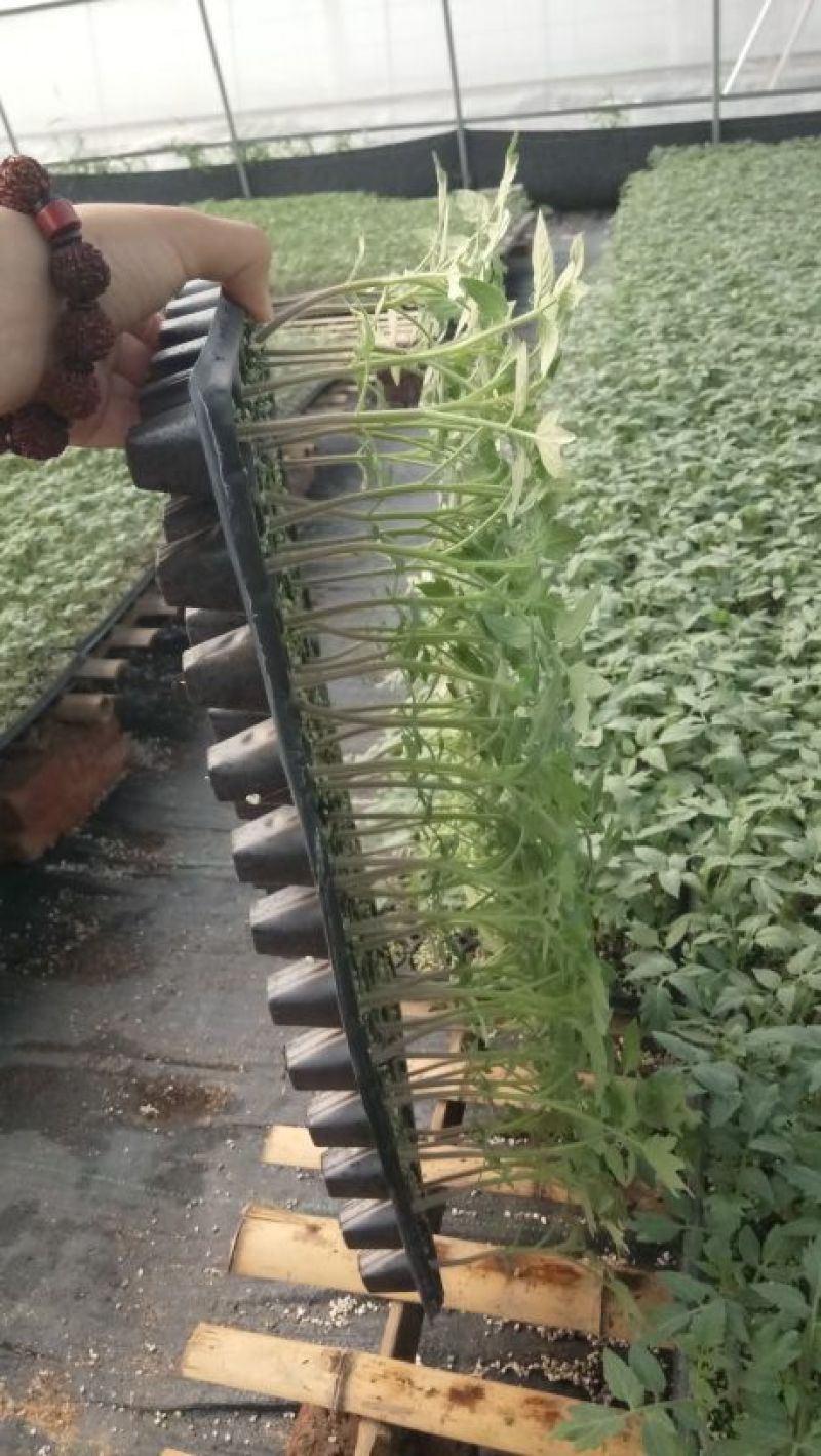 高抗大果西红柿苗，高抗病毒，抗死棵，抗叶斑，精品大果，克