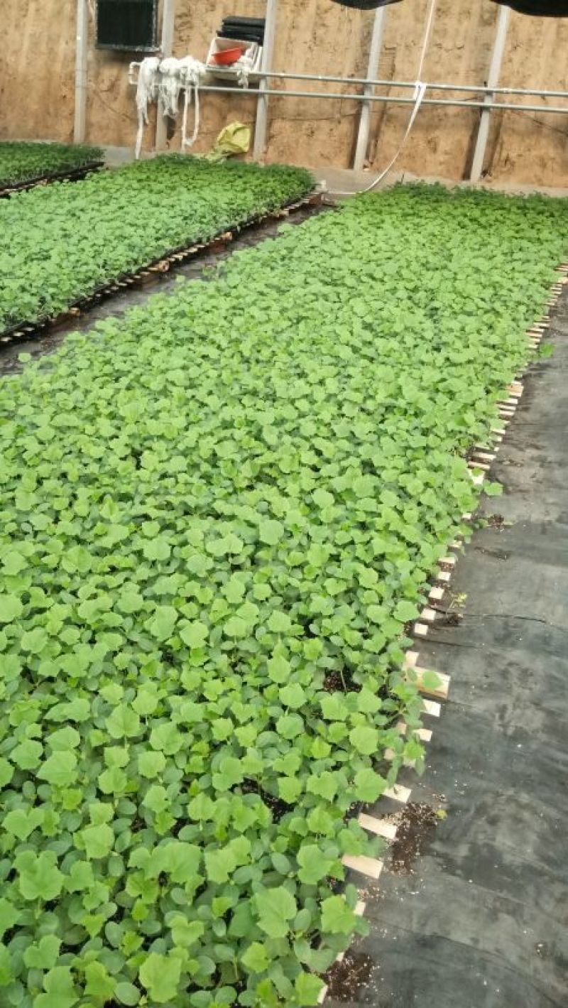强磁油量黄瓜苗