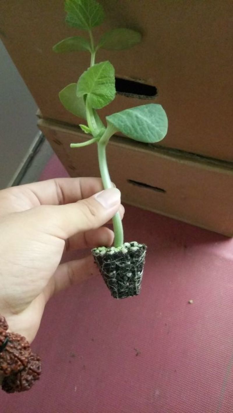 强磁油量黄瓜苗