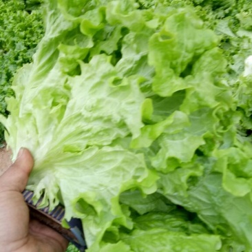 ***********散叶生菜5两_6两