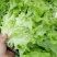 ***********散叶生菜5两_6两