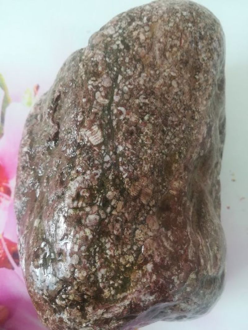 毛石化石