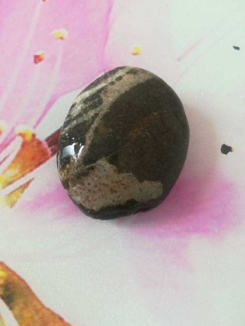 毛石化石
