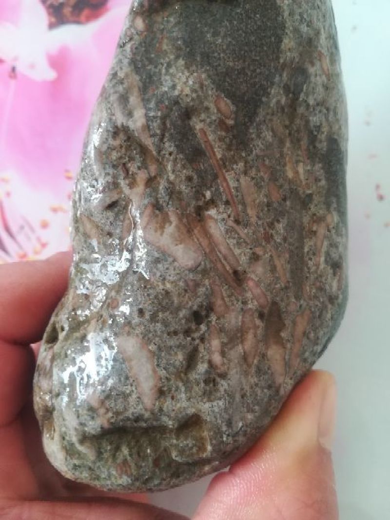 毛石化石
