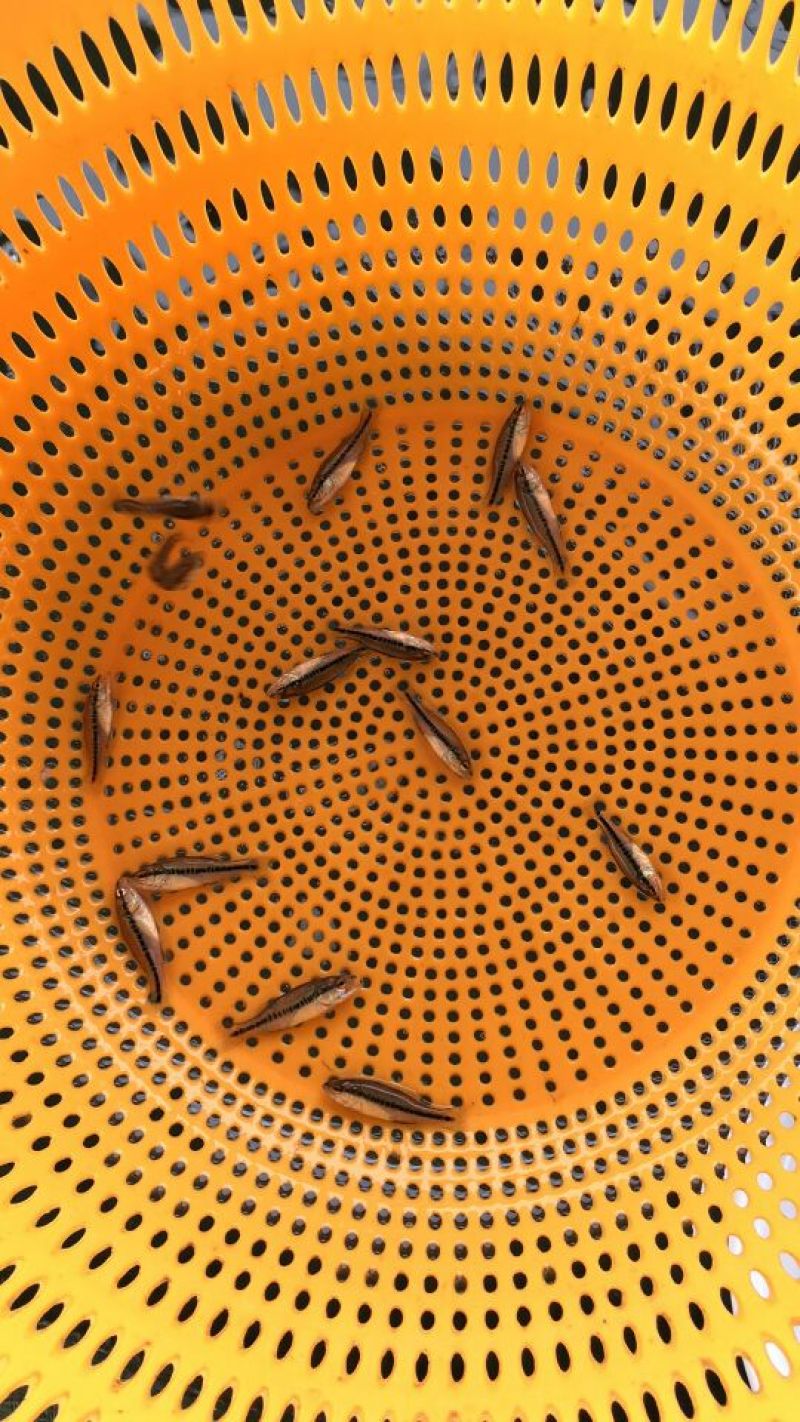 加州鲈鱼苗大量优质鲈鱼苗