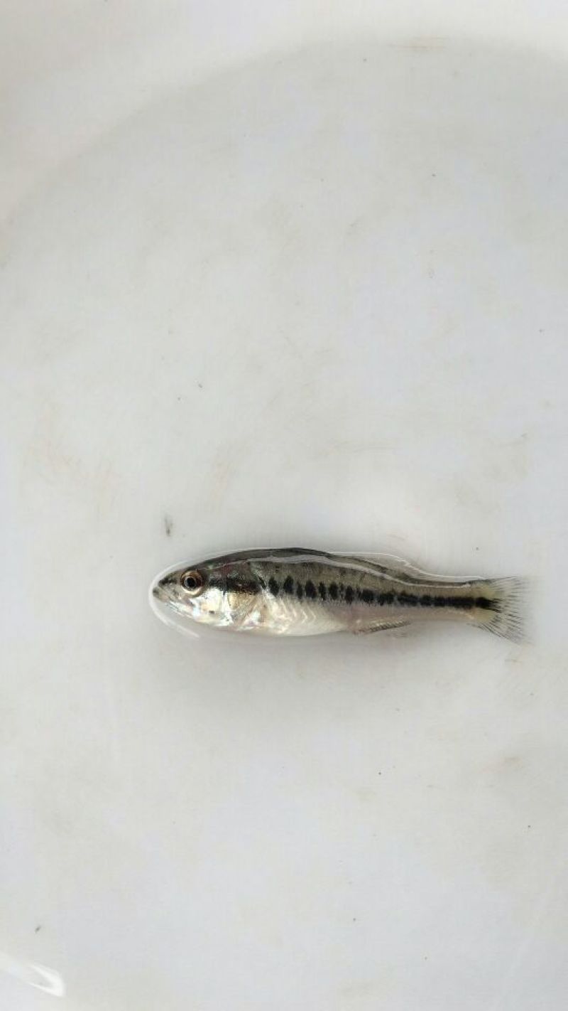 加州鲈鱼苗大量优质鲈鱼苗