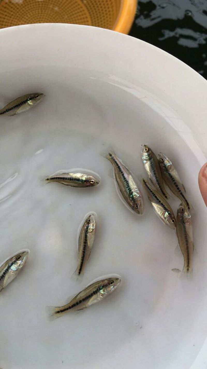 加州鲈鱼苗大量优质鲈鱼苗