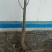 梨树2~4cm2.5~3米