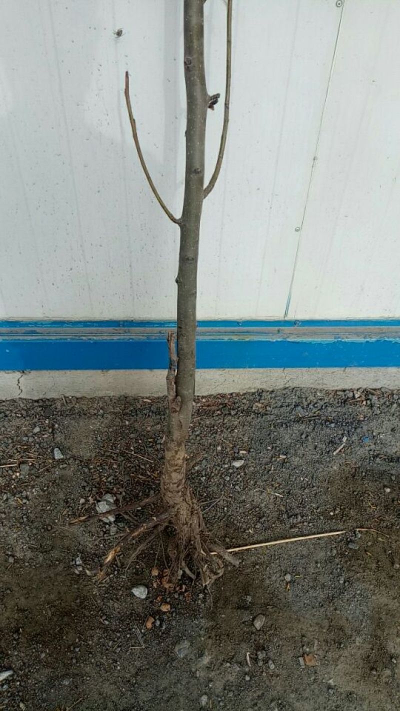 梨树2~4cm2.5~3米