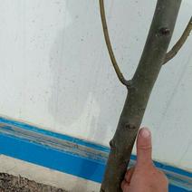 梨树2~4cm2.5~3米