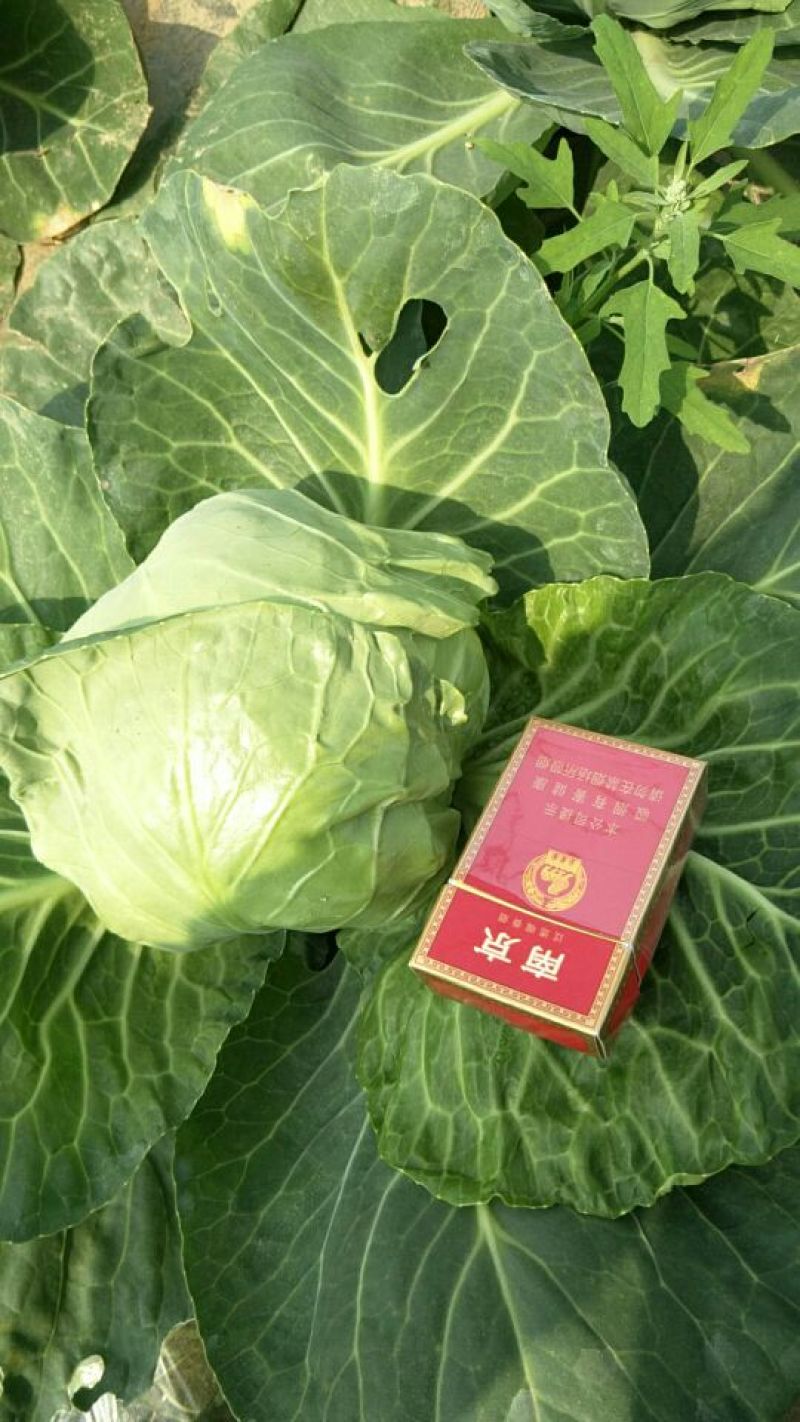 韩绿中甘15甘蓝，实力代收代发全国，另代发全国甘蓝