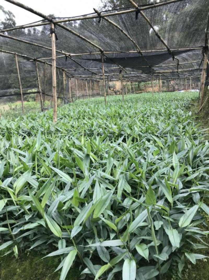 良种益智苗益智仁一年新苗产地直发15公分左右可视频看货